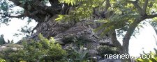 Ormandaki Bukalemunlar